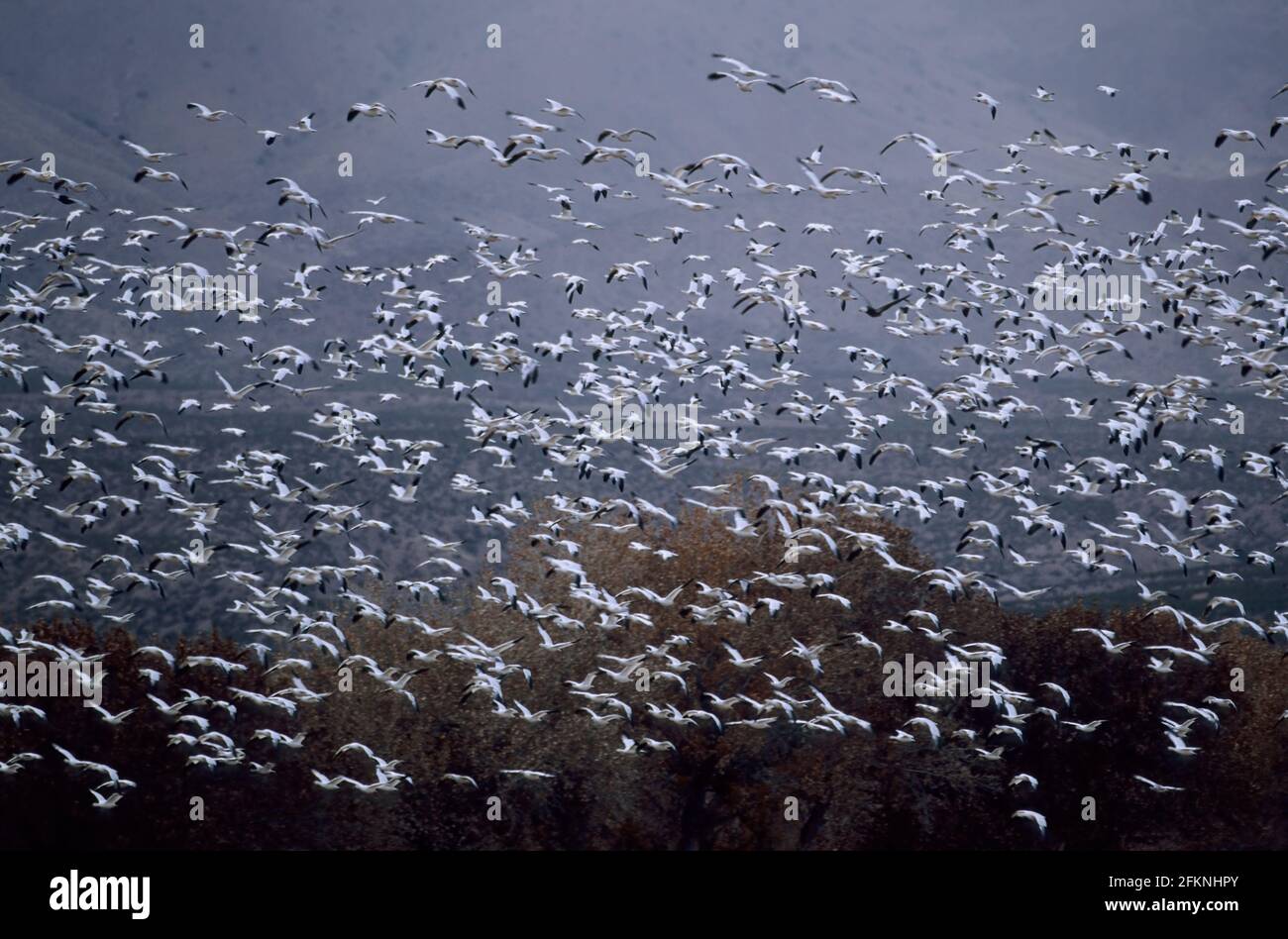 Snow Goose Massenabzug vor Anser caerulescens Bosque del Apache NWR New Mexico, USA BI005446 Stockfoto
