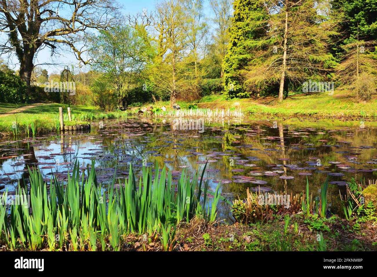 Lily Pond in Furzey Gardens, Minstead, Hampshire Stockfoto