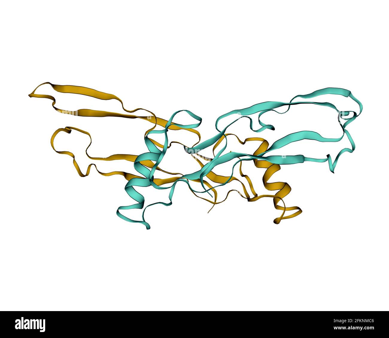 Struktur des menschlichen Anti-Mullerian Hormons (AMH) Homodimer, 3D-Cartoon-Modell. Weißer Hintergrund Stockfoto