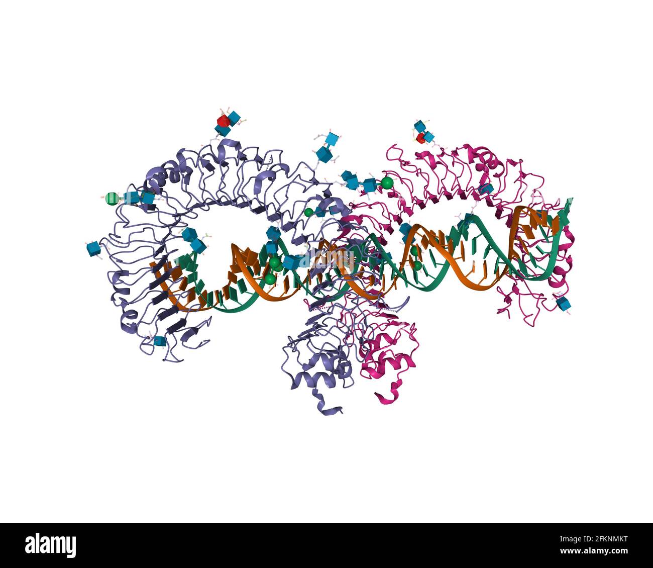 Maus-toll-like-Rezeptor 3 Ektodomain-Homodimer, komplex mit doppelsträngiger RNA, 3D-Cartoon-Modell, weißer Hintergrund Stockfoto