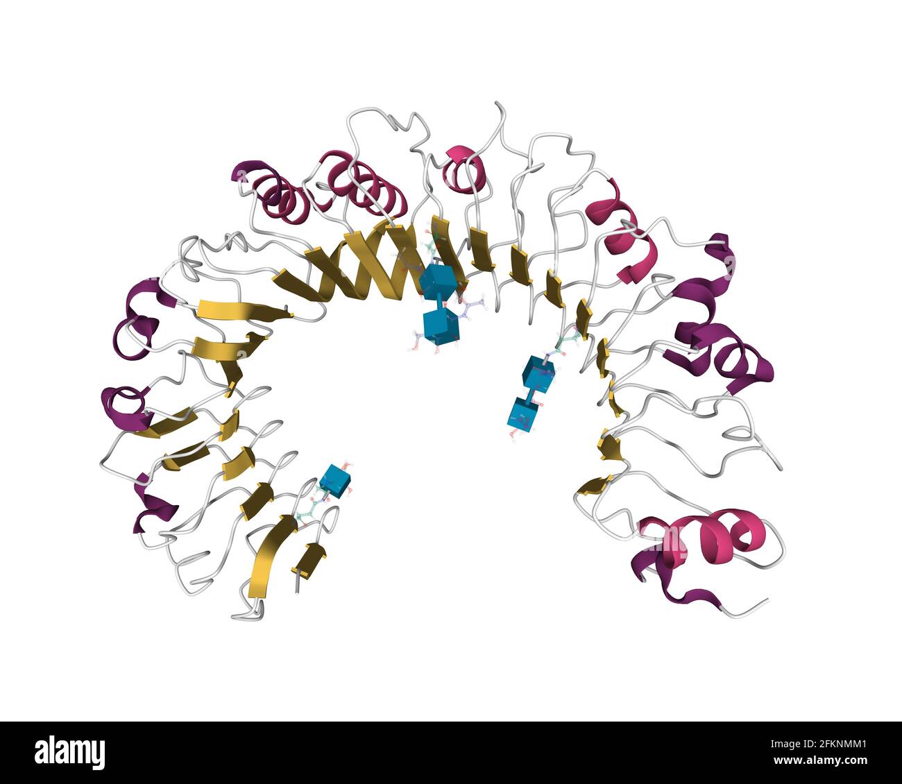 Struktur des menschlichen toll-like Receptor 1 (TLR1), 3D-Cartoon-Modell mit unterschiedlich farbigen sekundären Strukturelementen, weißer Hintergrund Stockfoto