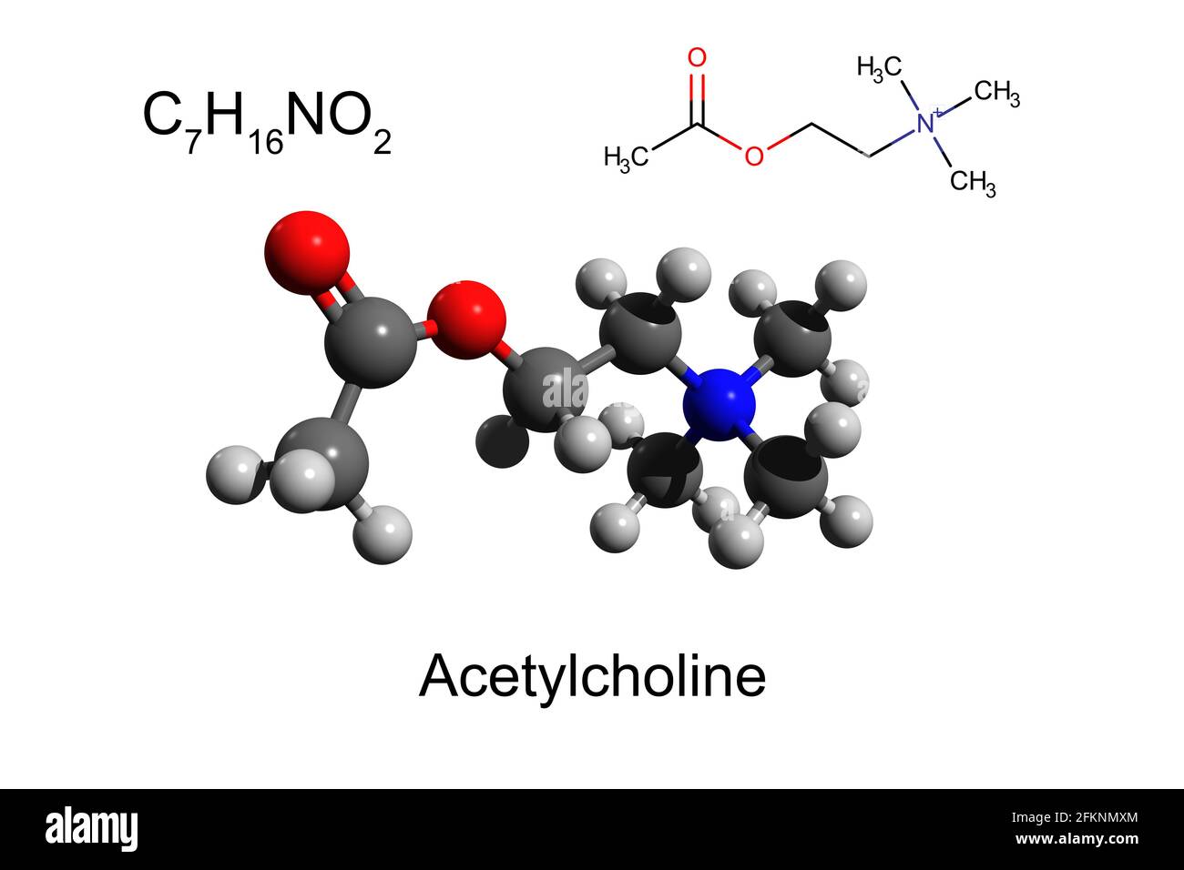 Chemische Formel, Skelettformel und 3D-Ball-and-Stick-Modell des Neurotransmitters Acetylcholin, weißer Hintergrund Stockfoto