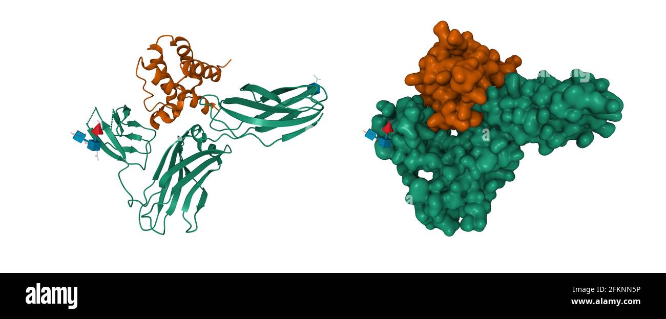 Struktur des menschlichen Interleukin-3 (braun) in Komplex mit seinem Alpha-Rezeptor (grün), 3D-Cartoon- und Gaußsche Oberflächenmodelle, weißer Hintergrund Stockfoto