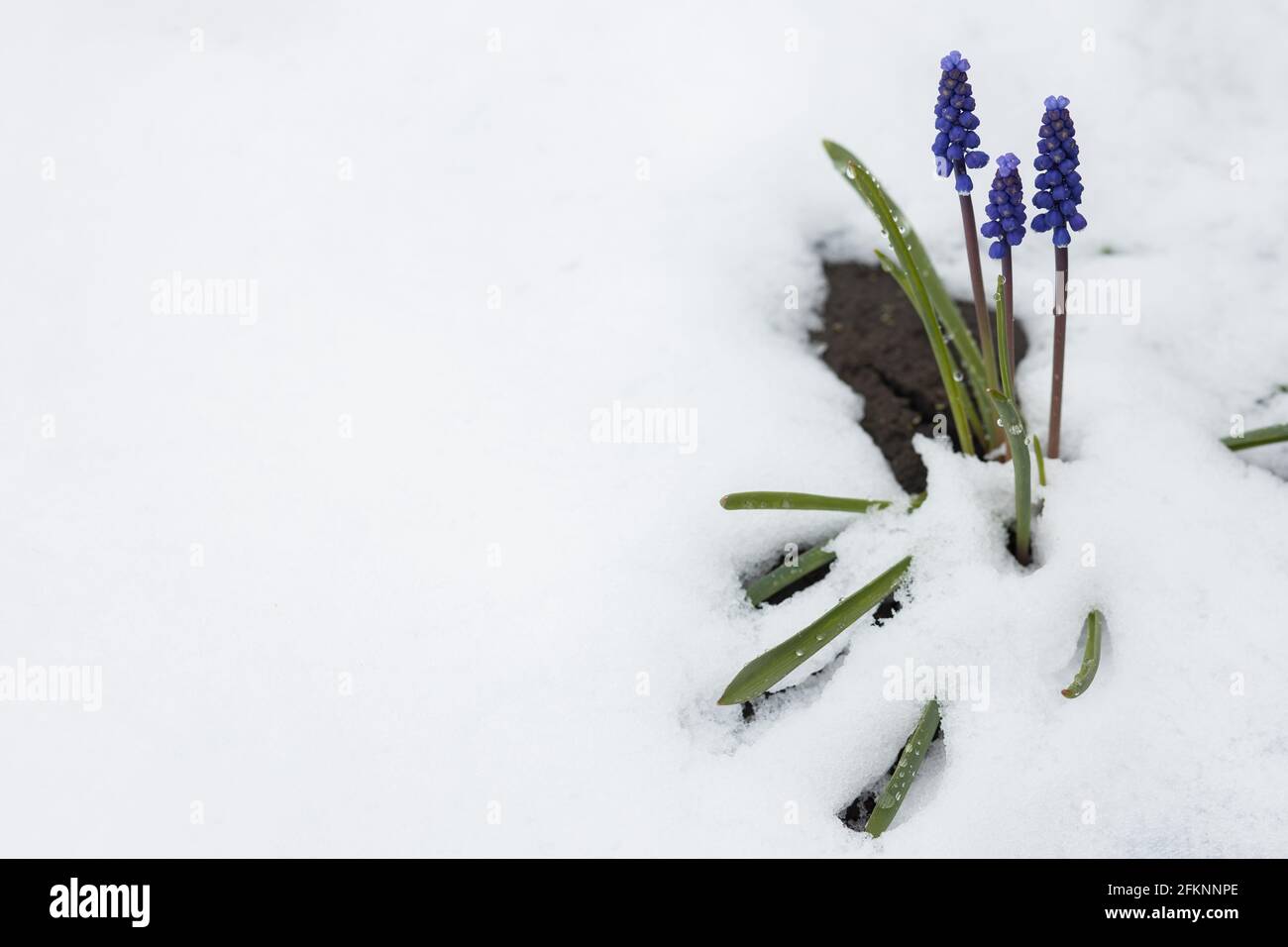 Lila Blüte im Frühling nach Schnee. Nahaufnahme. Ort für Ihren Text. Stockfoto