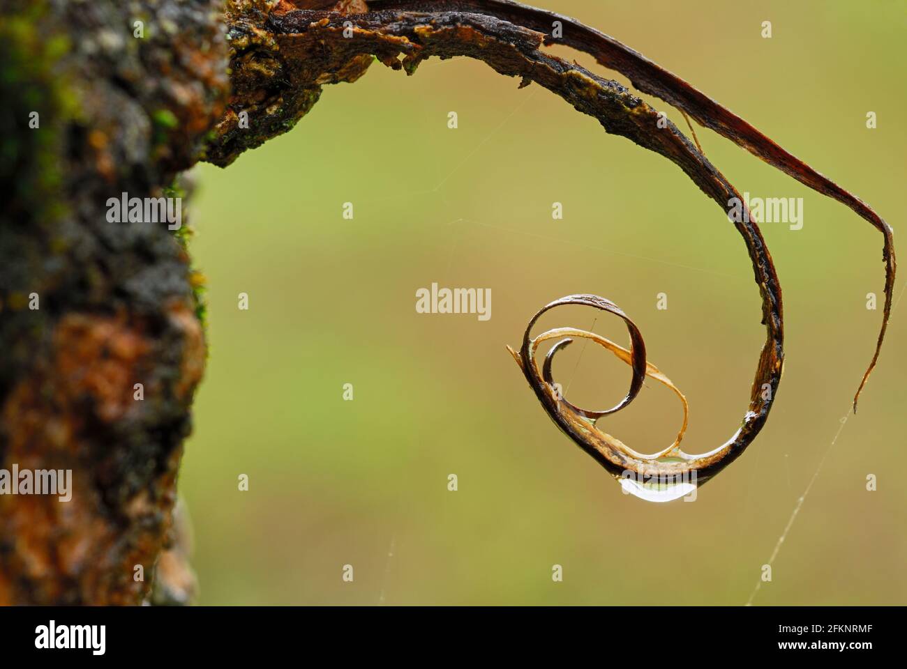 Detail eines nassen Sprosses auf einer Baumrinde in spiralförmiger Form. Mit Wassertropfen nach Regen. Stockfoto
