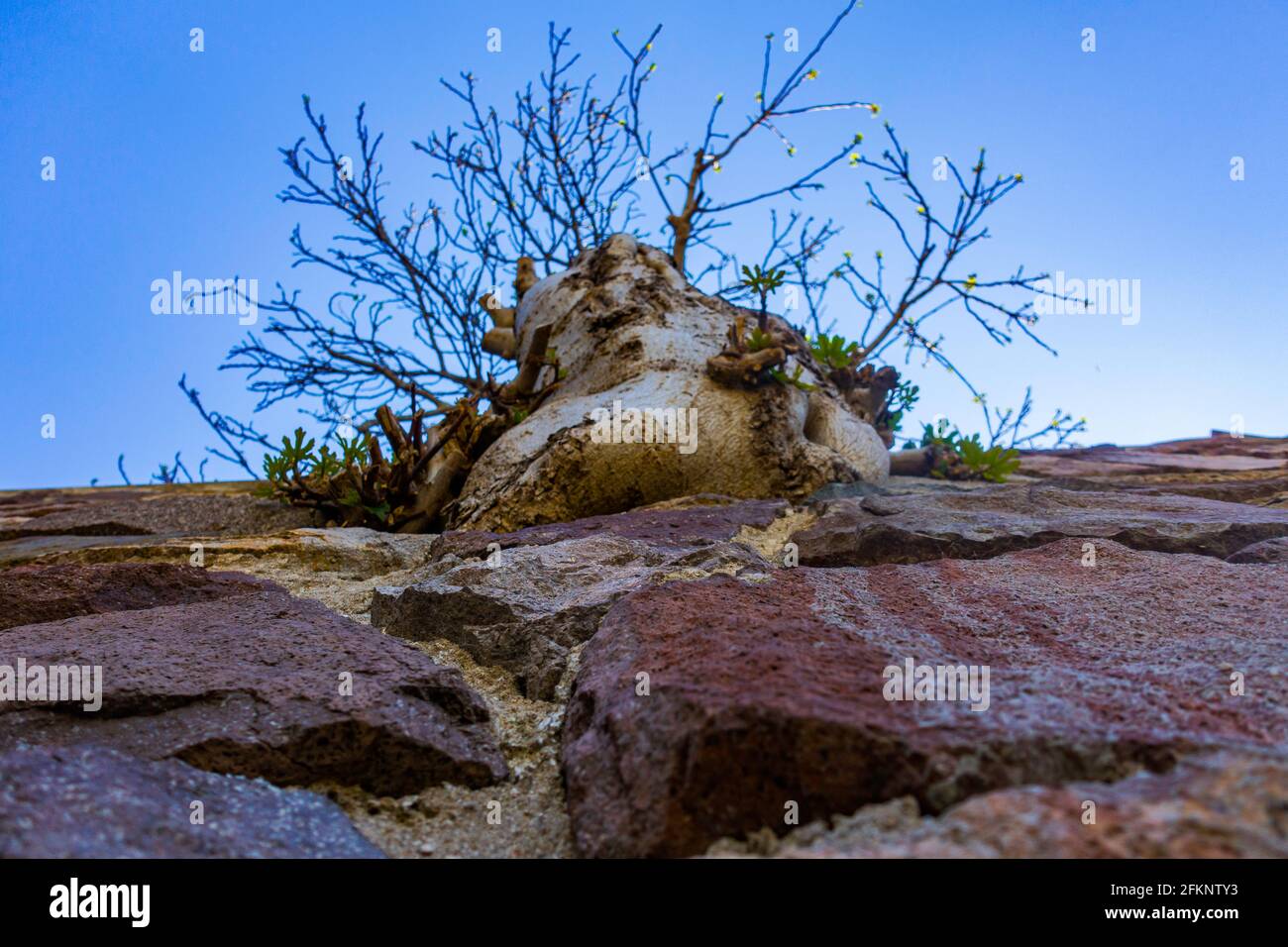 Ein Baum, der in einer Mauer in der Altstadt wächst Von Sozopol Stockfoto