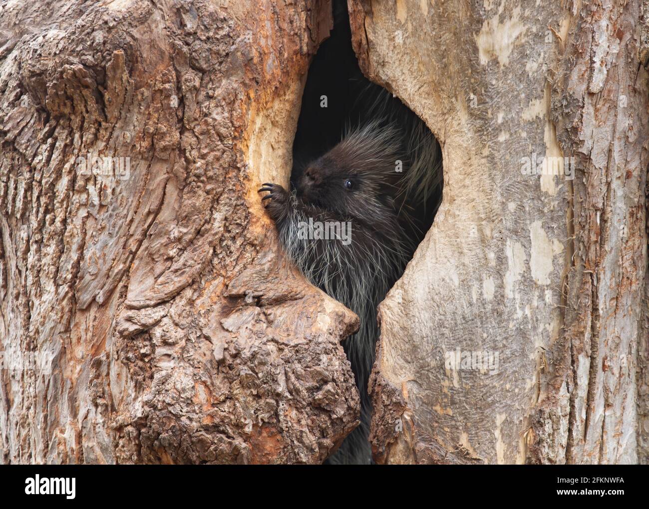 Ein Stachelschwein, das im Sommer in einem Baum sitzt Wald in Kanada Stockfoto