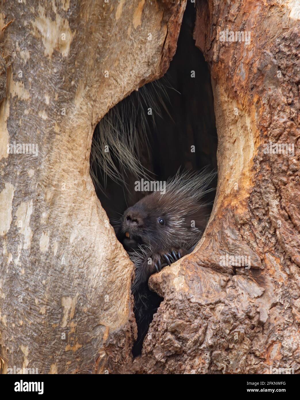Ein Stachelschwein, das im Sommer in einem Baum sitzt Wald in Kanada Stockfoto