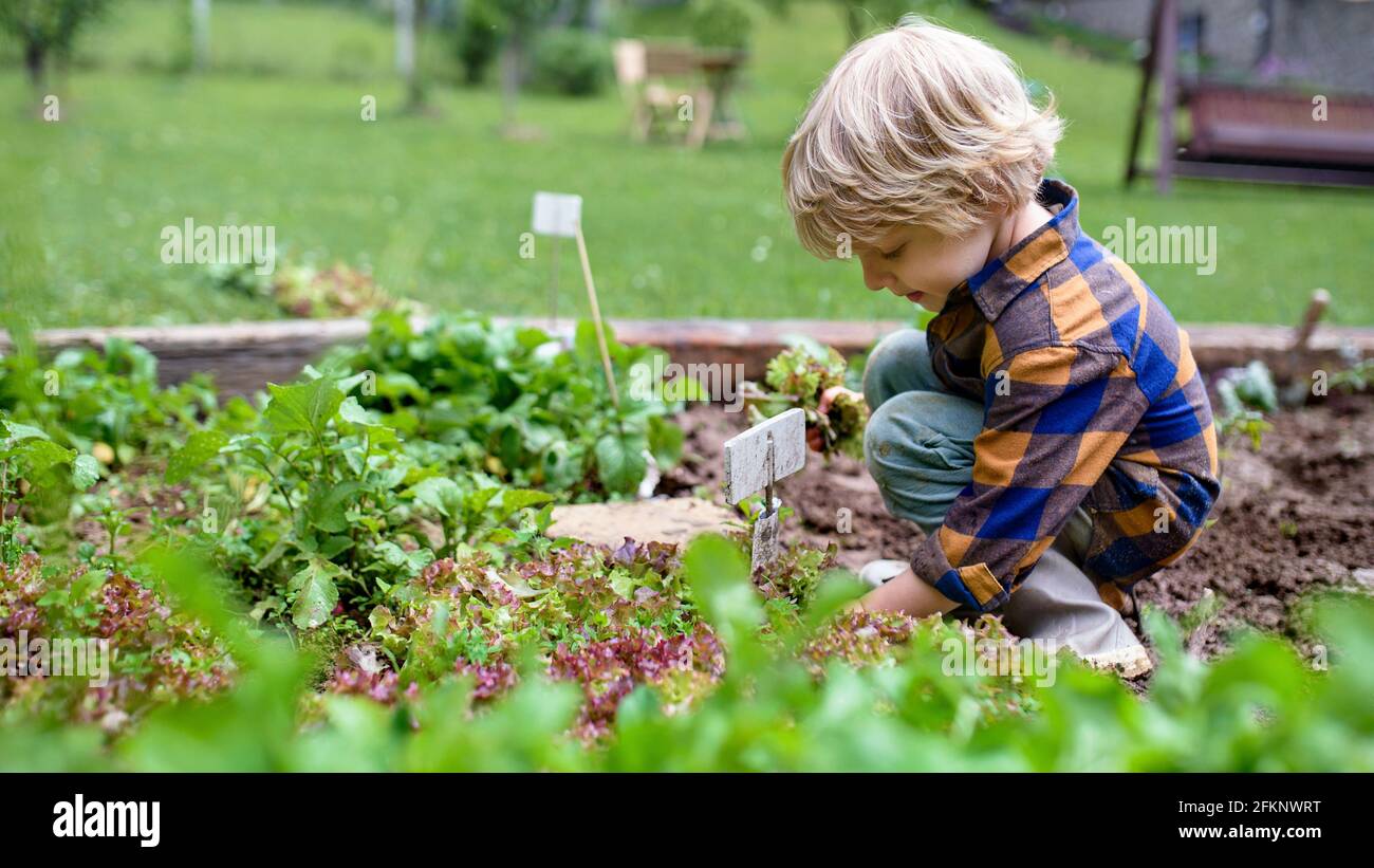 Kleiner Junge arbeitet im Gemüsegarten, nachhaltiger Lebensstil. Stockfoto