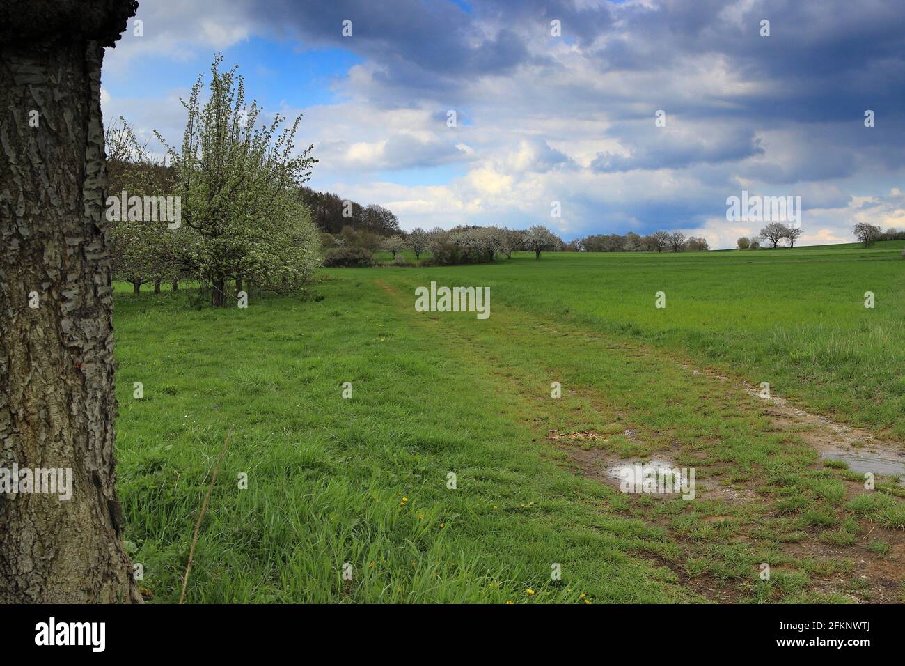 Blick auf einen Feldweg zwischen Obstbau und Feldern Stockfoto