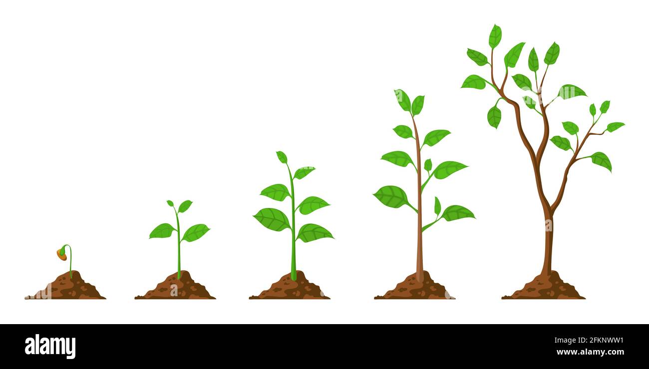 Baum wachsen. Pflanzenwachstum vom Samen bis zum Säling mit grünem Blatt. Stadien des Sämlings und des Anbaus von Bäumen im Boden. Gartenarbeit Prozess Vektor-Konzept Stock Vektor