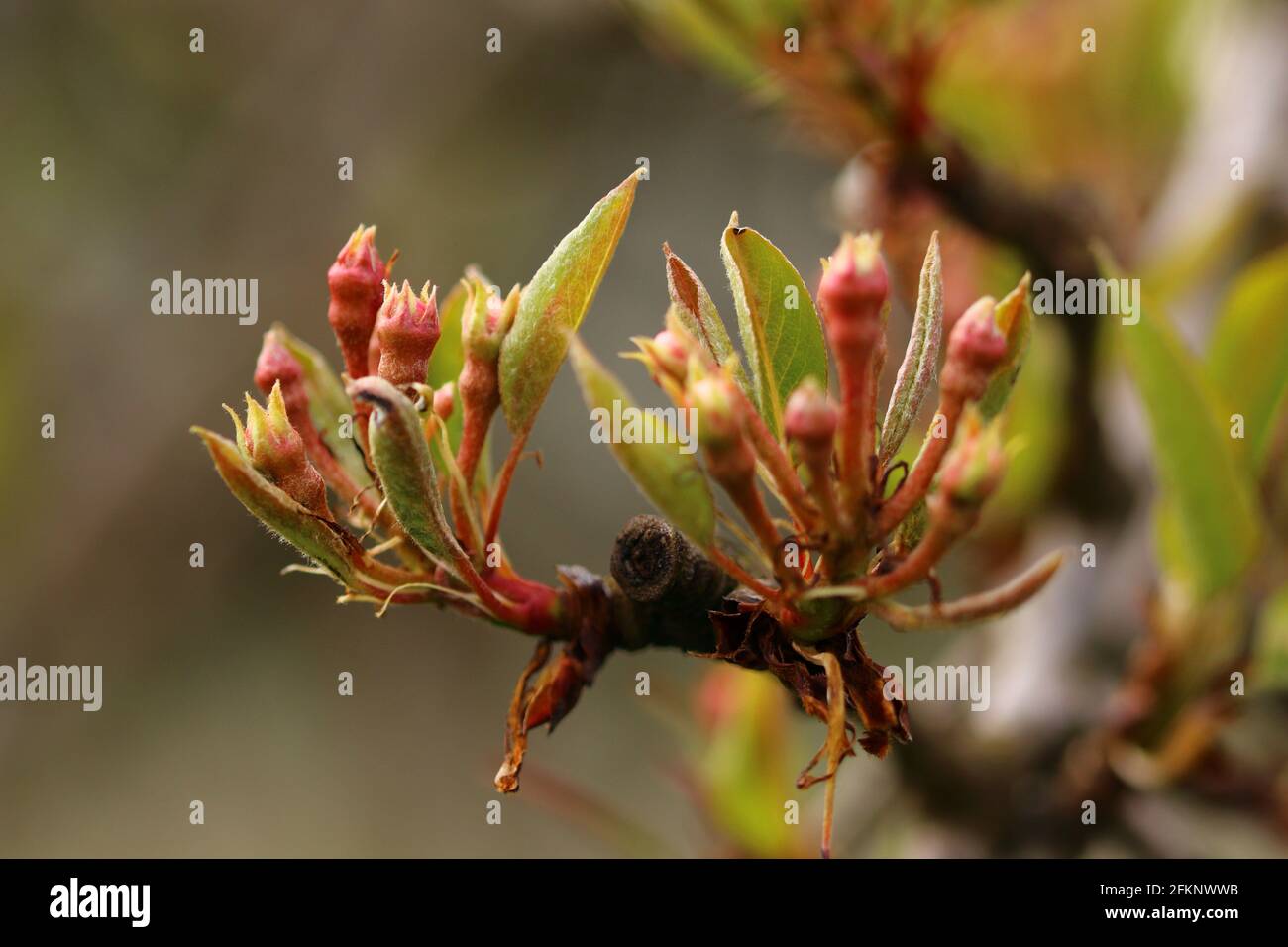 Nahaufnahme von Fruchtblüten auf einem Zweig Stockfoto