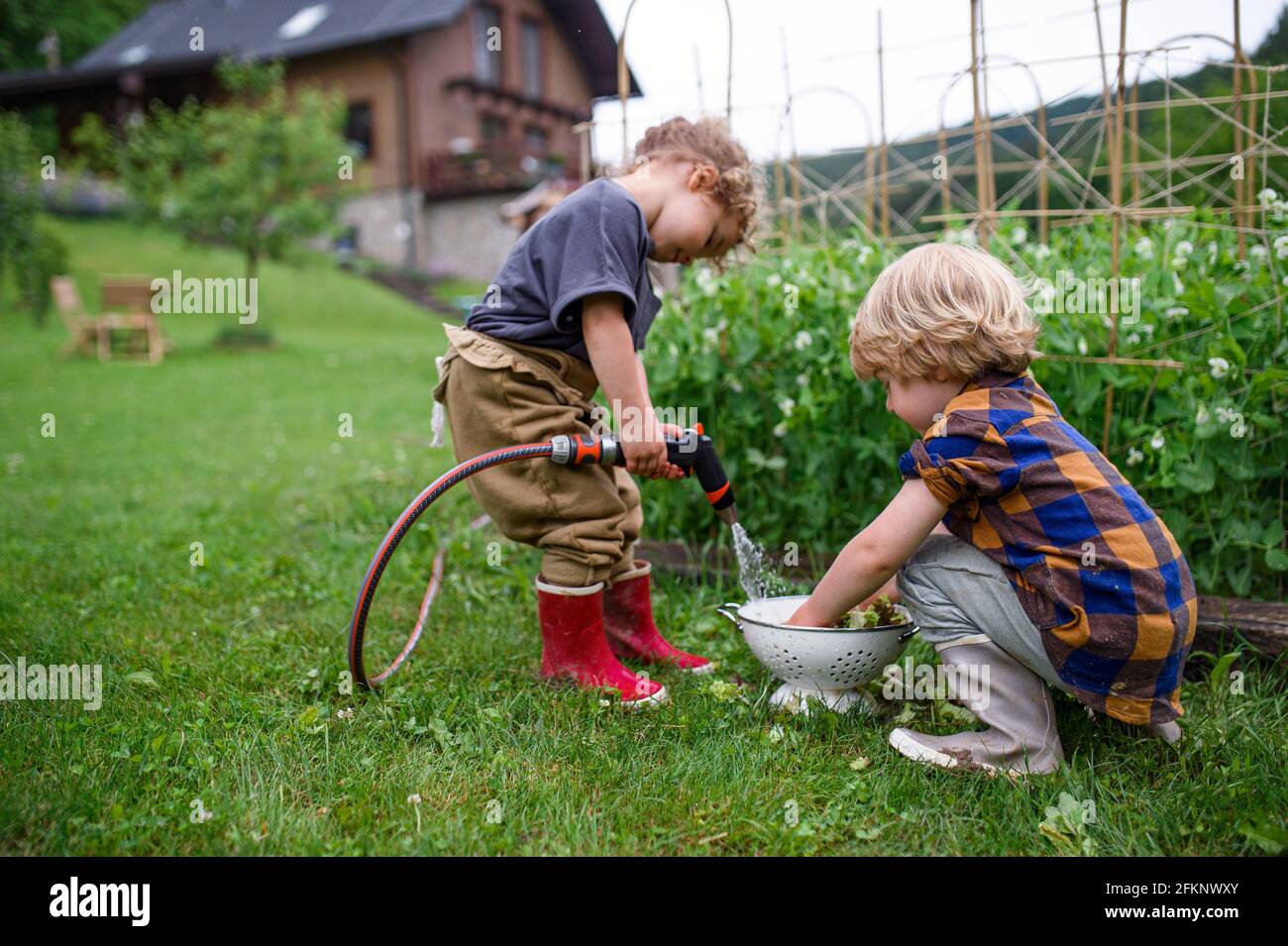 Zwei kleine Kinder im Gemüsegarten, nachhaltiger Lebensstil. Stockfoto