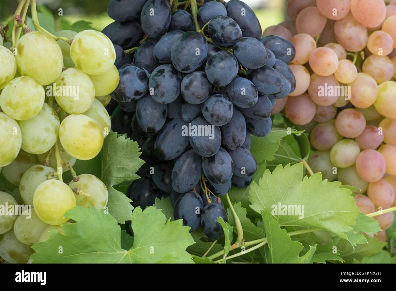 Als nächstes hängen drei Trauben verschiedener gängiger Weinrebenarten Miteinander verbunden Stockfoto