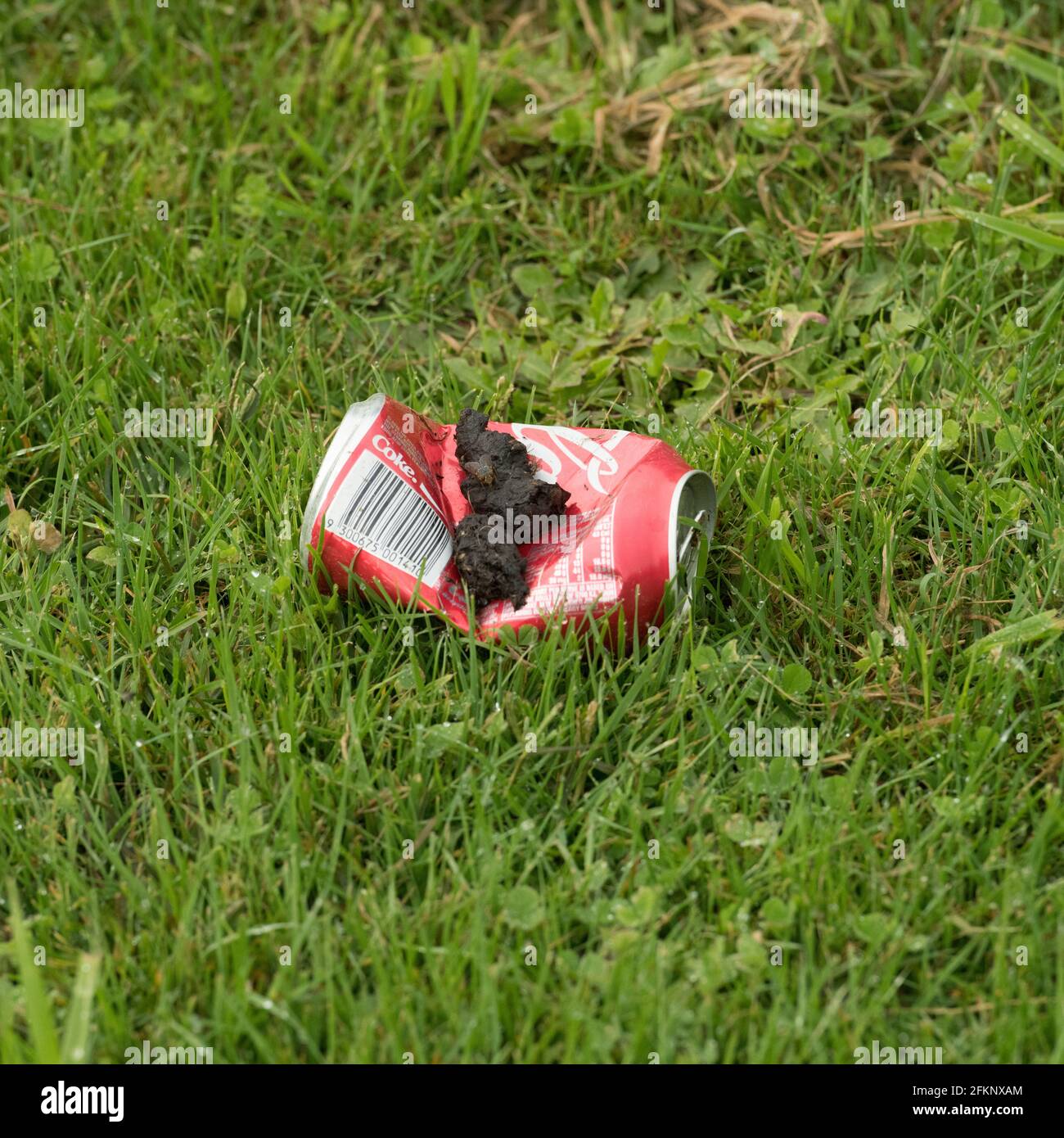 Red Fox mit Sinn für Humor markierte sein Revier in Eine neue Art und Weise Stockfoto