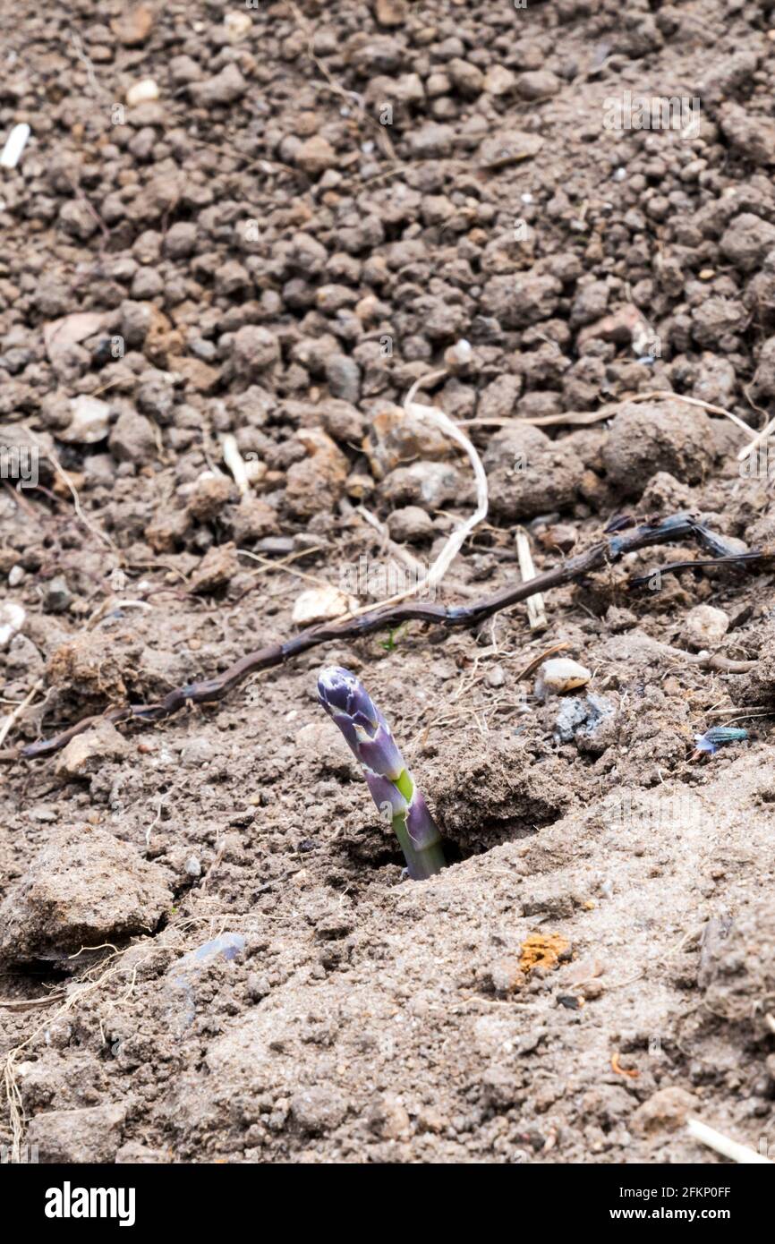 Aufnahme des Wachstums im ersten Jahr vom Spargel „Gijnlim“, der durch den Boden auftaucht. Stockfoto