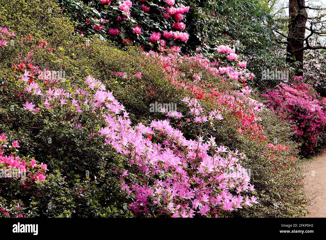Azalea / Rhododendron ‘Kirin’ oder ‘Daybreak’ (Wilson 22) kleine rosafarbene trichterförmige Blüten, Mai, England, Großbritannien Stockfoto