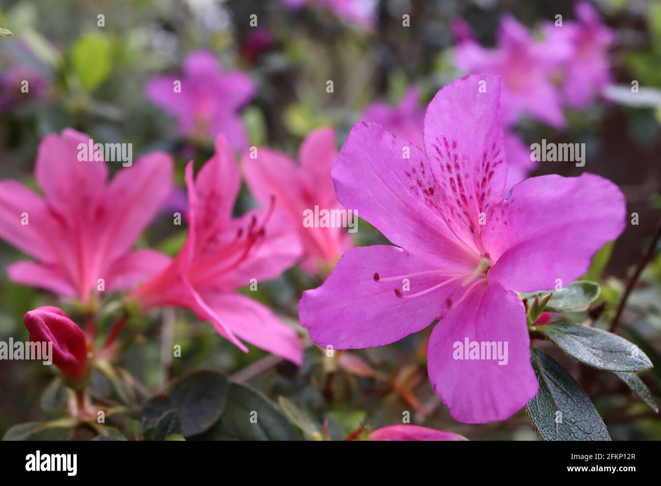 Azalea / Rhododendron ‘Kirin’ oder Daybreak (Wilson 22) und ‘Kiritsubo’ oder ‘Twilight’ (Wilson 24) May, England, UK Stockfoto