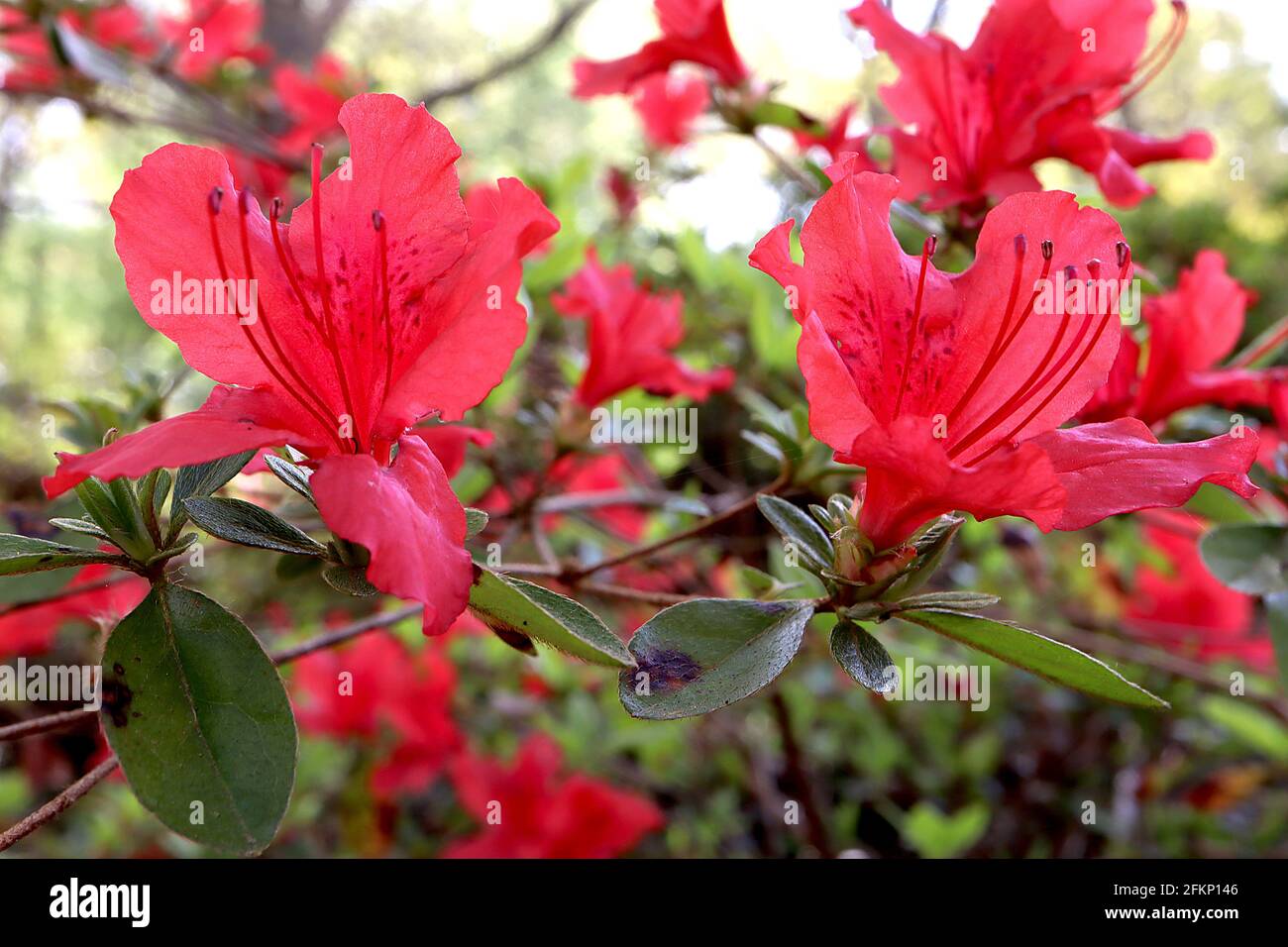 Azalea / Rhododendron ‘Vuyks Scarlet’ (niederländische Sorte Kurume azalea) kleine rote trichterförmige Blüten, Mai, England, Großbritannien Stockfoto