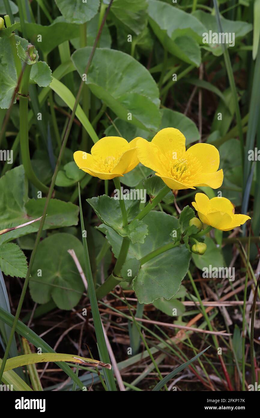 Caltha palustris Marsh Ringelblume – tiefgelbe Blüten und große runde Blätter, Mai, England, Großbritannien Stockfoto