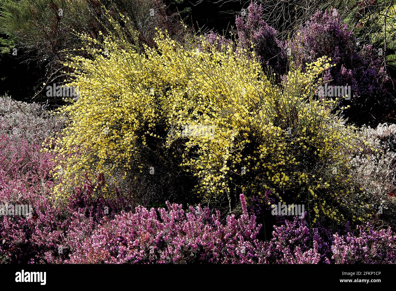 Cytisus praecox / Besen ‘Allgold’ gelbe erbsenartige Blüten Erica vagans ‘Pyrenees Pink’ kleine urnenförmige rosa Blüten, Mai, England, Großbritannien Stockfoto