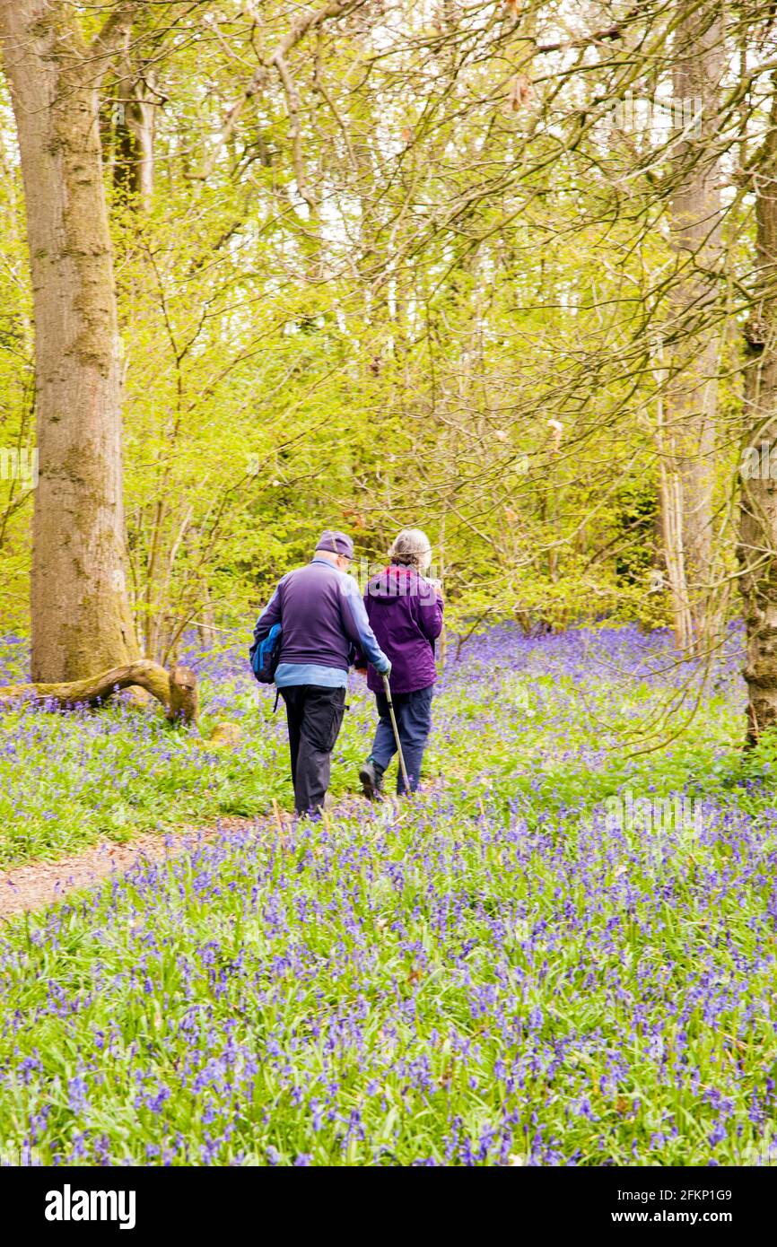 Älteres Paar, das durch Bluebell Hyacinthoides nicht-scripta bedeckten Wald geht Der englische Frühling in Derbyshire England Stockfoto