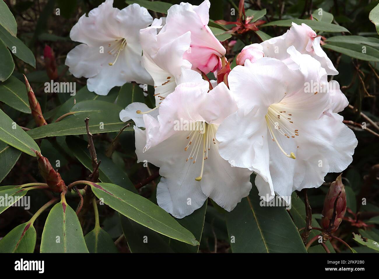 Rhododendron auriculatum groe weie trichterfrmige Blten, lange  lngliche dunkelgrne Bltter, Mai, England, Grobritannien Stockfotografie  - Alamy
