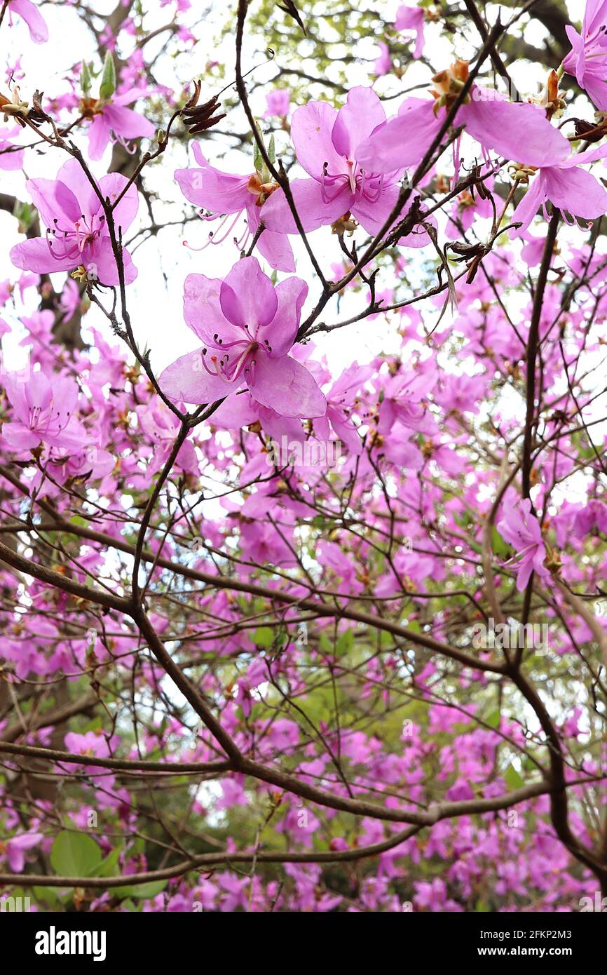 Rhododendron reticulatum Violette trichterförmige Blüten, frische grüne ovate Blätter, Mai, England, Großbritannien Stockfoto