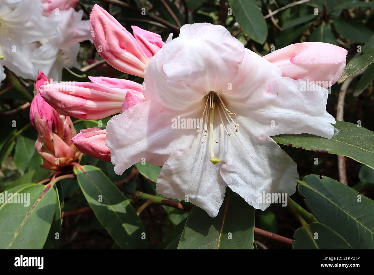 Rhododendron yakushimanum ‘Morning Cloud’ Weiße trichterförmige Blüten mit pinkfarbenen, dunkelgrünen länglichen Blättern, Mai, England, Großbritannien Stockfoto