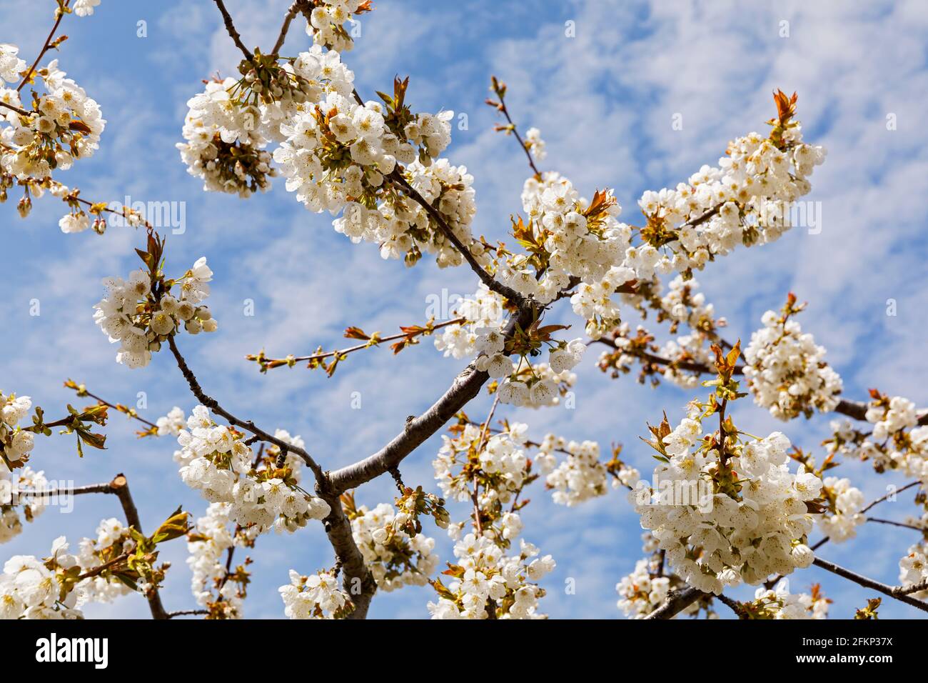 Kanada, Ontario, Niagara am See, Nahaufnahme der Kirschblüten Stockfoto