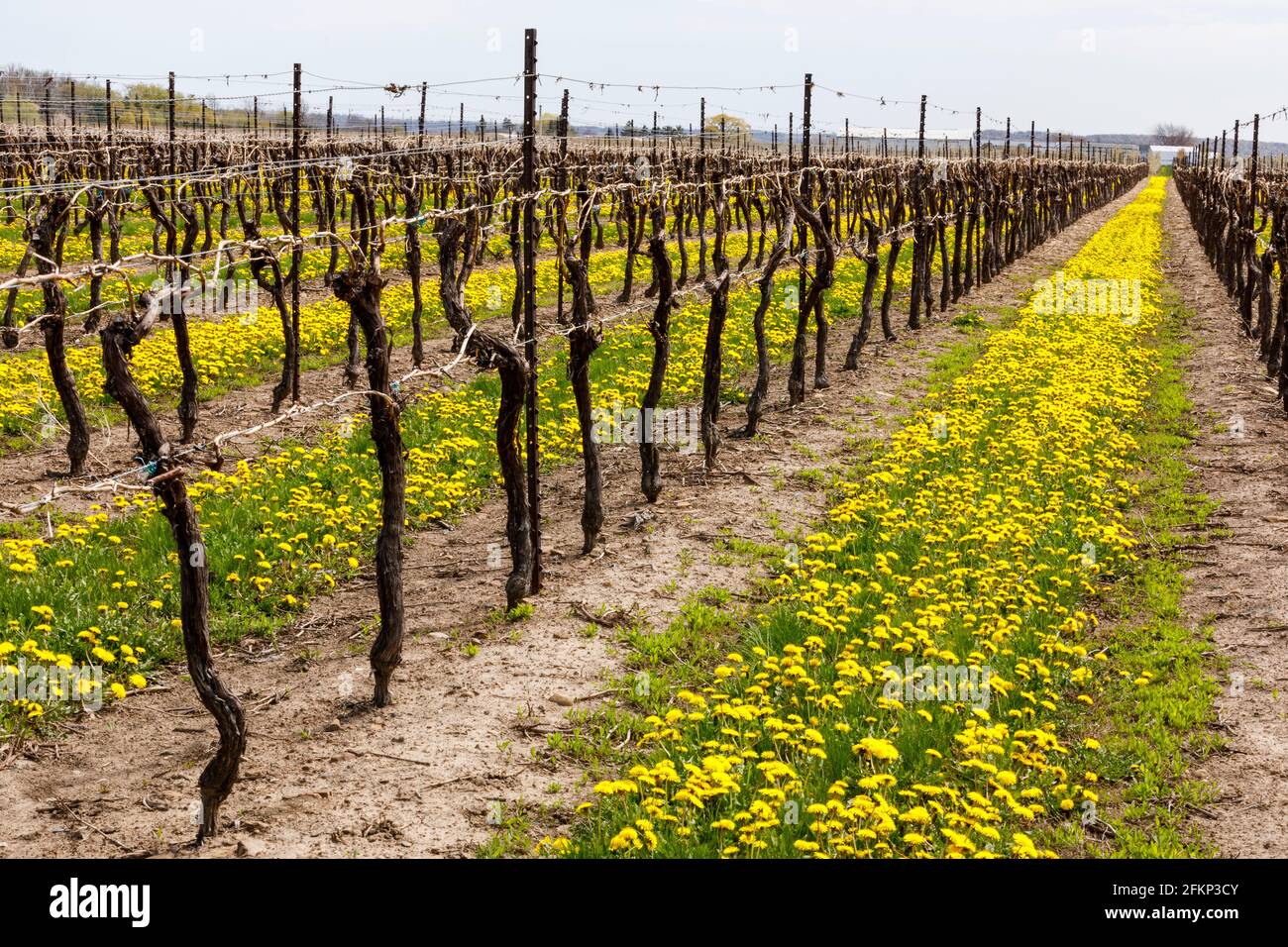 Kanada, Ontario, Niagara on the Lake, Weinreben im frühen Frühjahr mit den zwischen den Weingärten wachsenden Elendelionen Stockfoto