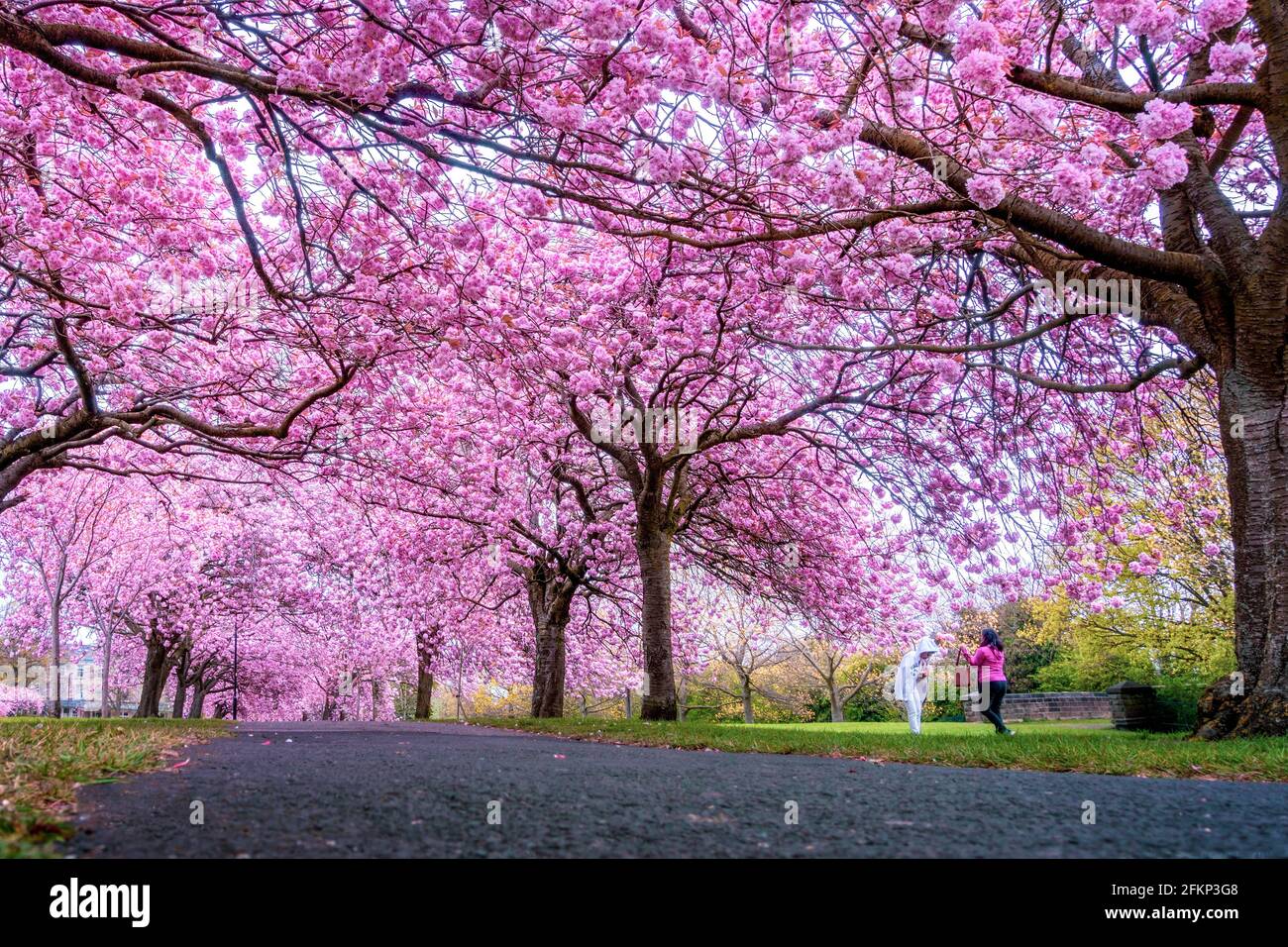 Harrogate, North Yorkshire, Großbritannien. Wetter in Großbritannien - 3. Mai 2021. : Zwei Frauen, die Spaß beim Selfie haben, während sie die rosa Kirschblütenbäume trotz Regen in voller Blüte genießen, The Stray rein, Harrogate, North Yorkshire, England, UK Stary rein, Harrogate, North Yorkshire, UK Rebecca Cole/Alamy News (c) Stockfoto