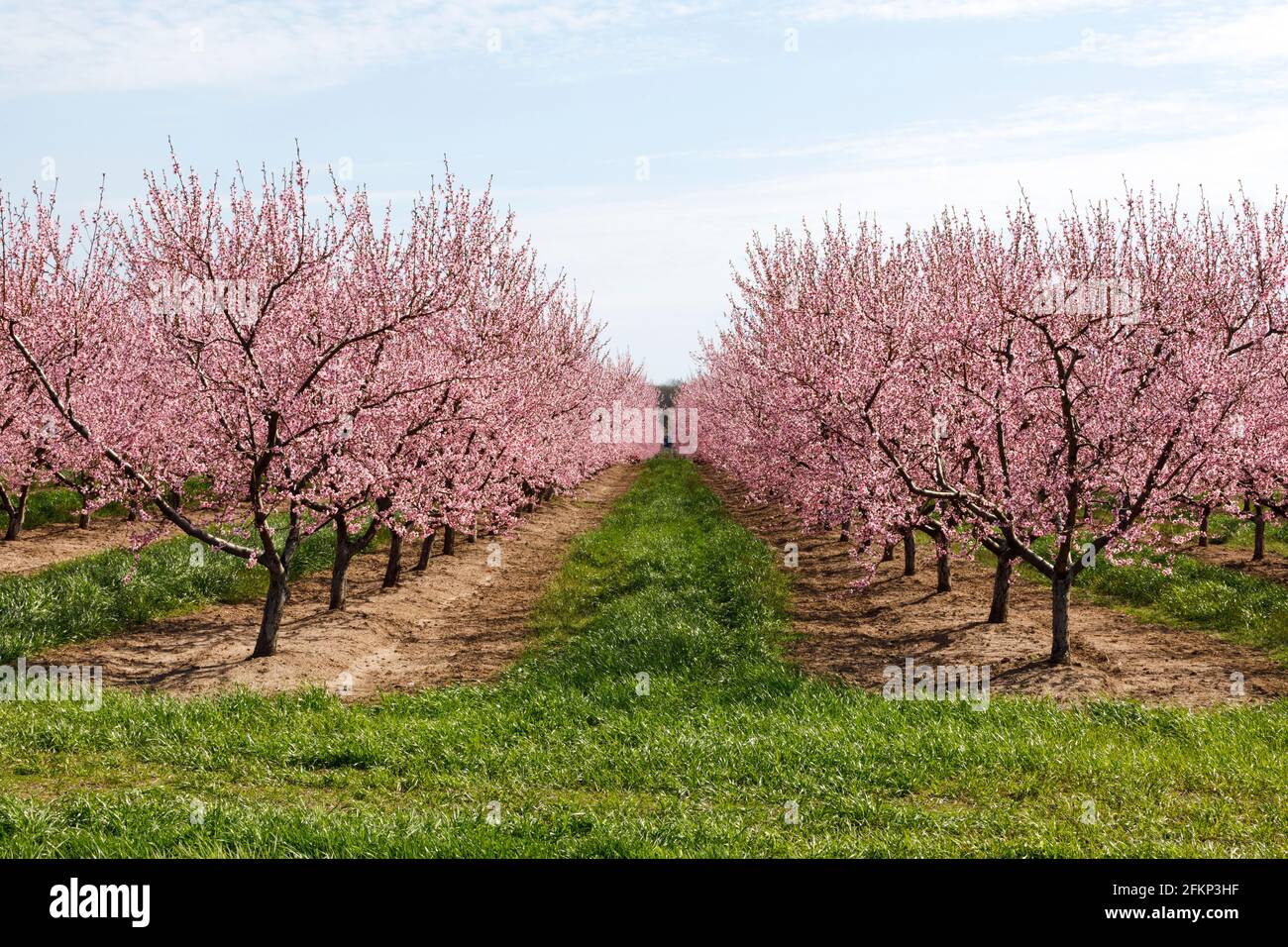 Kanada, Ontario, Niagara am See, Pfirsich-Obstgärten blühen im Frühling. Stockfoto