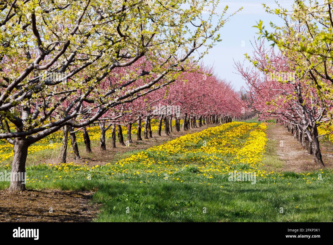 Kanada, Ontario, Niagara am See, blühender Pfirsich-Obstgarten im Frühling mit dem wachsenden Elendelion Stockfoto