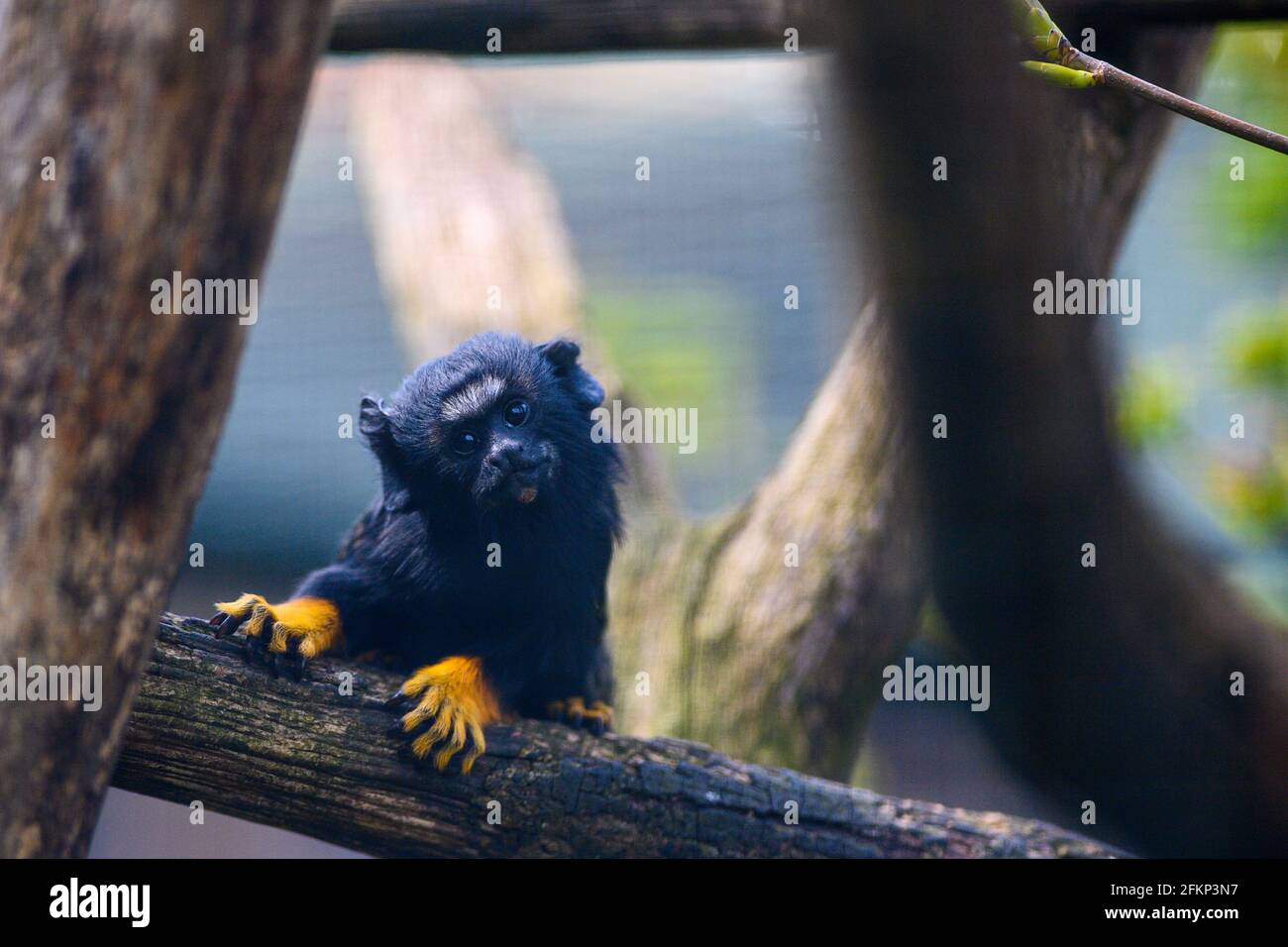 Magdeburg, Deutschland. Mai 2021. Ein junger Rothandt-Tamarin blickt über eine Zweigstelle im Magdeburger Zoo. Der kleine Krallenaffen war bereits am 11. März 2021 im Zoo Magdeburg geboren worden. Quelle: Klaus-Dietmar Gabbert/dpa-Zentralbild/ZB/dpa/Alamy Live News Stockfoto