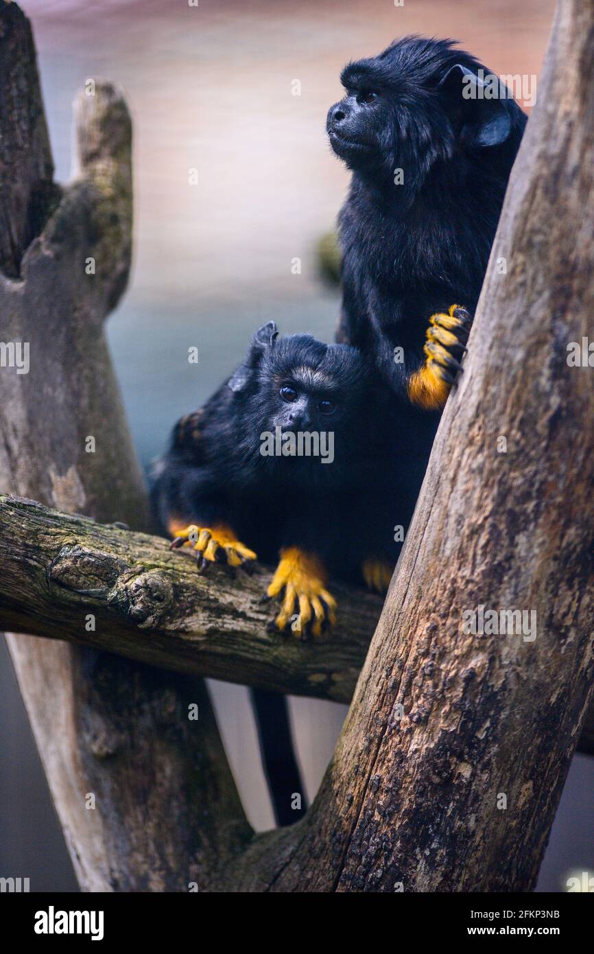Magdeburg, Deutschland. Mai 2021. Ein junger Rothandt-Tamarin sitzt in der Nähe eines älteren Tieres im Magdeburger Zoo. Der kleine Krallenaffen war bereits am 11. März 2021 im Zoo Magdeburg geboren worden. Quelle: Klaus-Dietmar Gabbert/dpa-Zentralbild/ZB/dpa/Alamy Live News Stockfoto
