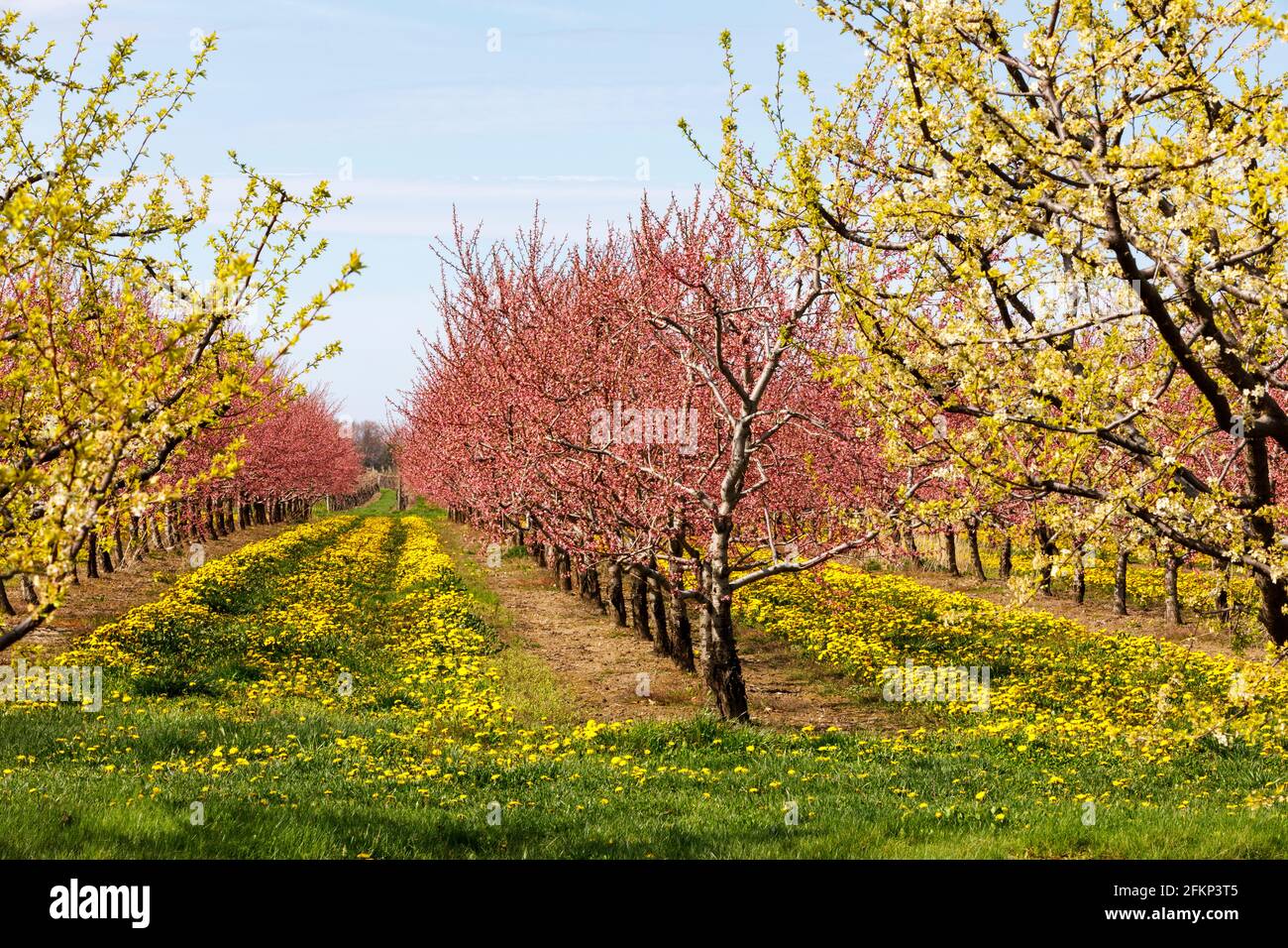Kanada, Ontario, Niagara on the Lake, Pfirsich-Obstgarten im Frühling blühen mit einem Teppich aus Dandelionen. Stockfoto