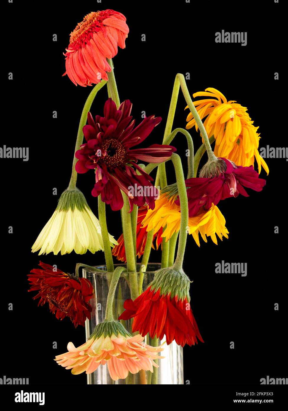 Ein forales Arrangement von Gerbera, die verwelkt sind. Mehrfarbige Blumenarrangements von Gerbera (Asteraceae), die in tropischen Regionen beheimatet ist Stockfoto