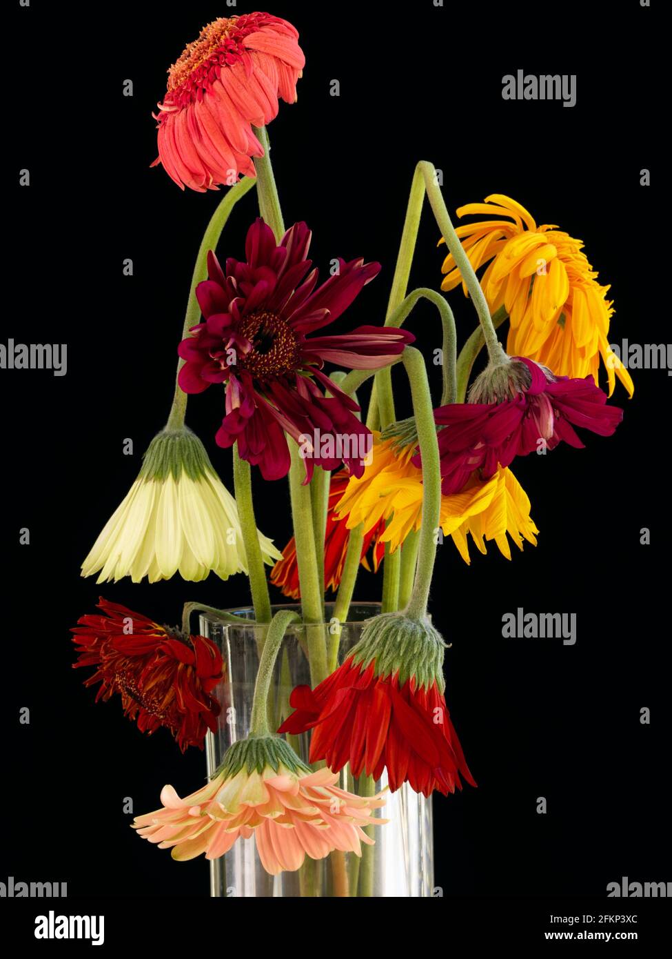 Ein forales Arrangement von Gerbera, die verwelkt sind. Mehrfarbige Blumenarrangements von Gerbera (Asteraceae), die in tropischen Regionen beheimatet ist Stockfoto