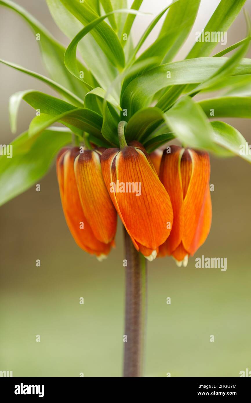 Imperial Crown, Fritillaria Imperialis, eine blühende, bauchige, krautige, mehrjährige, frühlingsblühende Pflanze Stockfoto