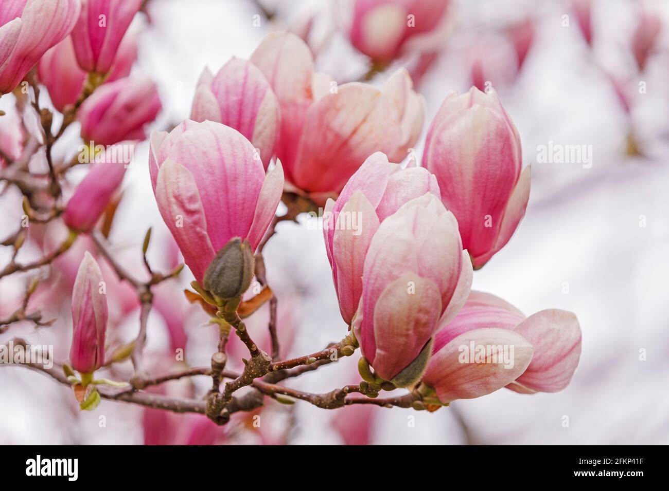 Kanada, Ontario, Queenston, Magnolienbaum blüht an einem sonnigen Frühlingstag. Nahaufnahme von Blüten. Stockfoto