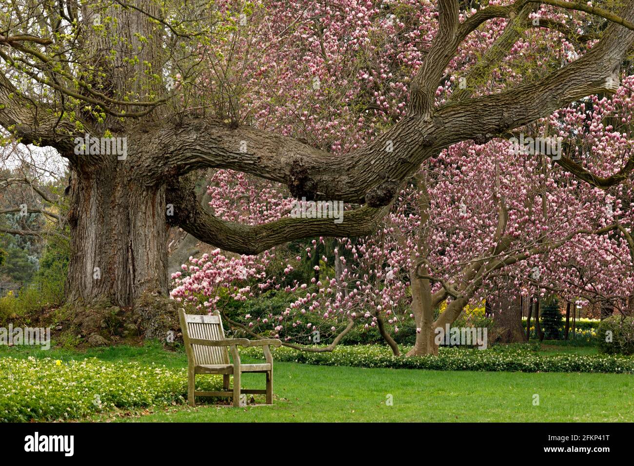 Kanada, Niagara Falls, School of Horticulture, Parkbank unter einem großen Baum mit einem blühenden Magnolienbaum als Hintergrund Stockfoto