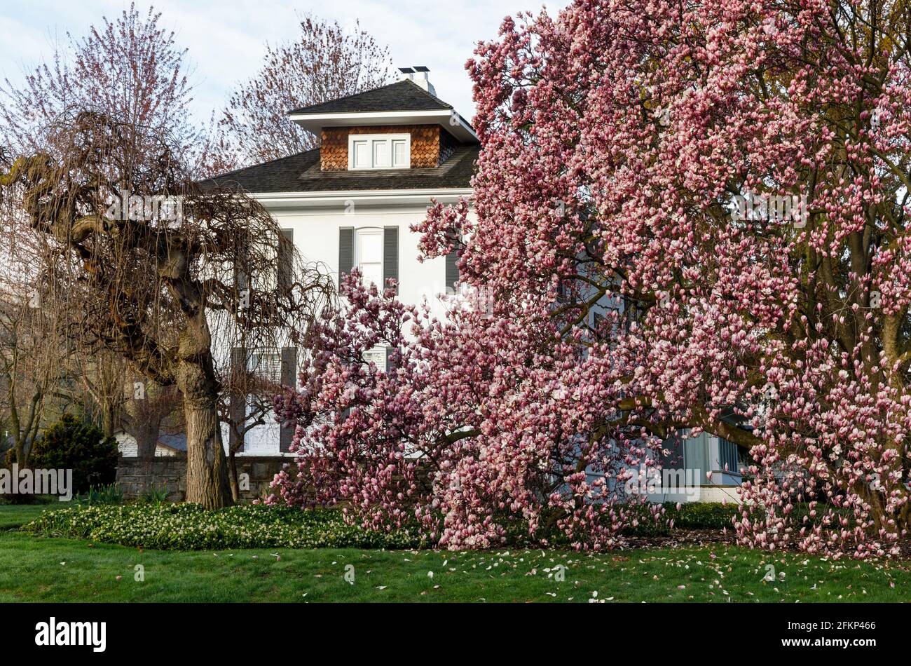 Kanada, Ontario, Queenston, Magnolienbaum blüht an einem sonnigen Frühlingstag. Stockfoto