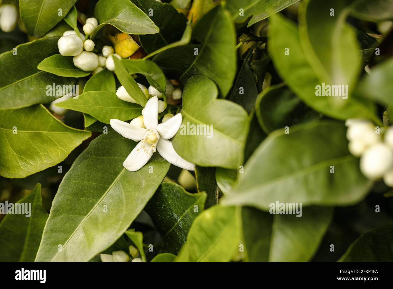 Orangenfruchtbaum blüht im nördlichen Griechenland Garten, Obstgarten Stockfoto