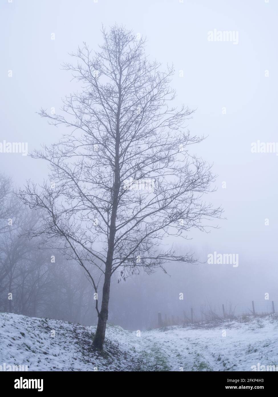 Ein einbunter Baum, der von dichtem Nebel umhüllt und von Schnee umgeben ist. Stockfoto