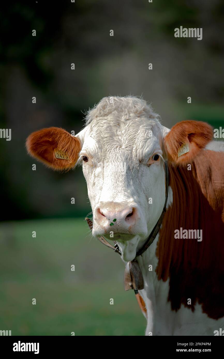 Nahaufnahme von Kuhfotos Stockfoto