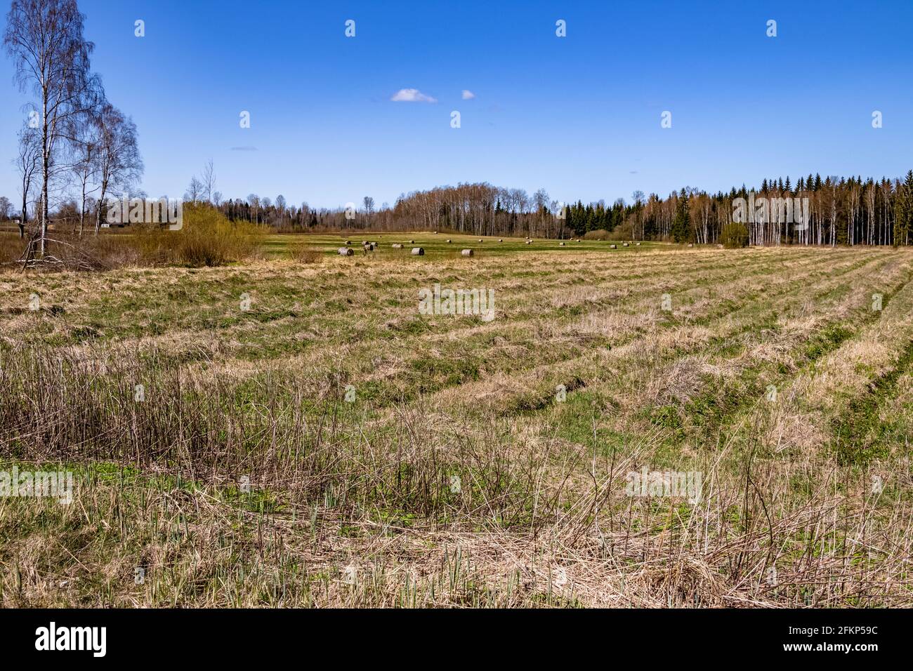 Runde Heuballen frisch auf einem Feld an einem sonnigen blauen Himmel geerntet. Naturfoto. Anfang Frühling. Stockfoto