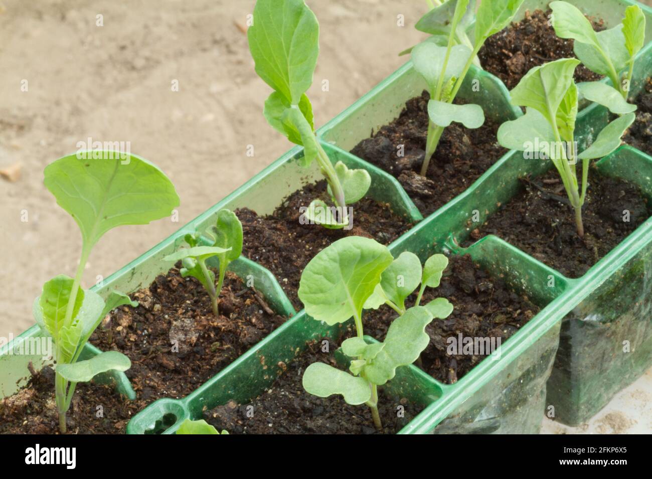 Rosenkohl-Sprossen stopfen Pflanzen, die in einem Samenmodulfrühling wachsen VEREINIGTES KÖNIGREICH Stockfoto