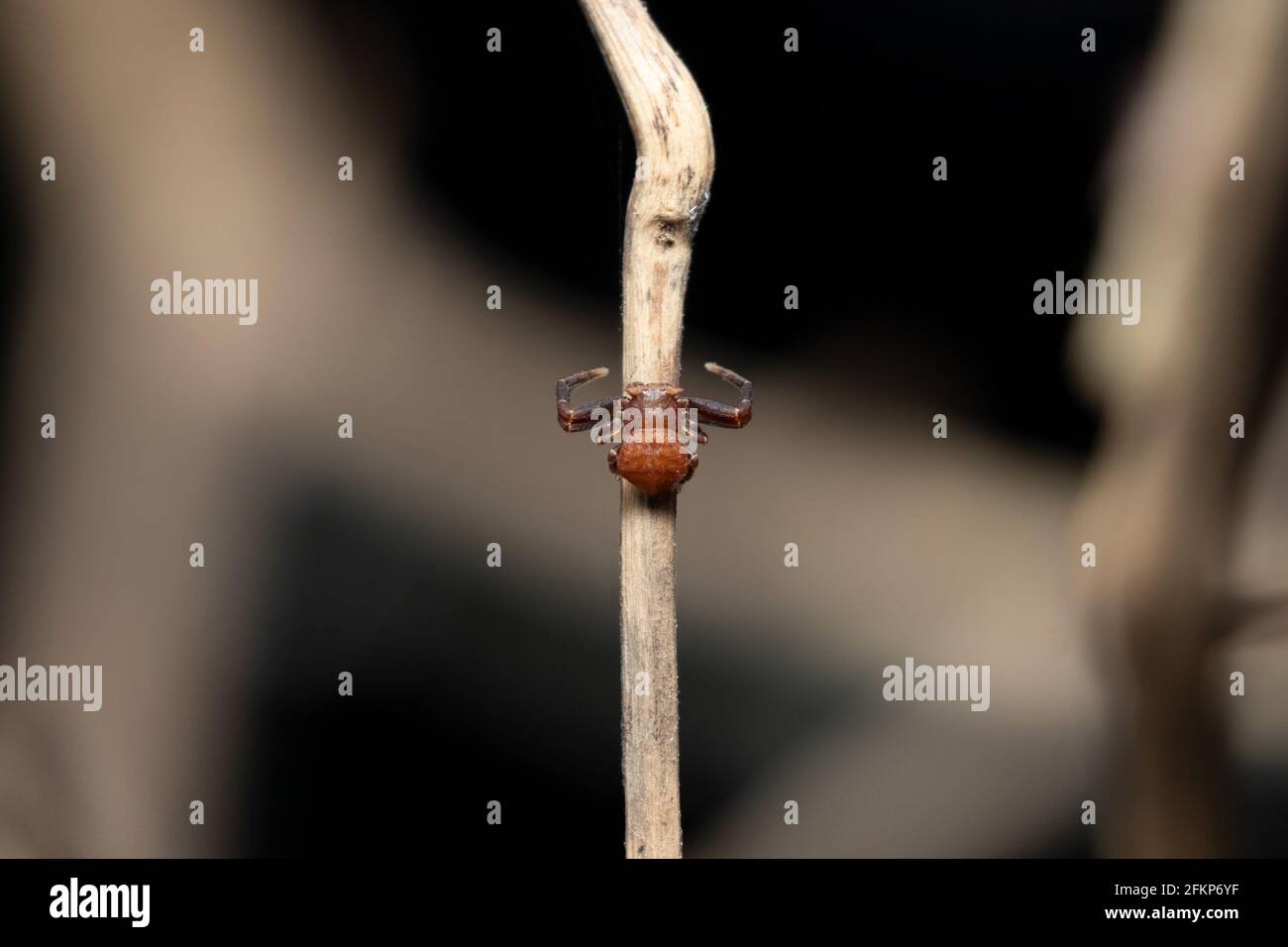 Schöne Krabbenspinnen Draufsicht Stock Foto Stockfoto