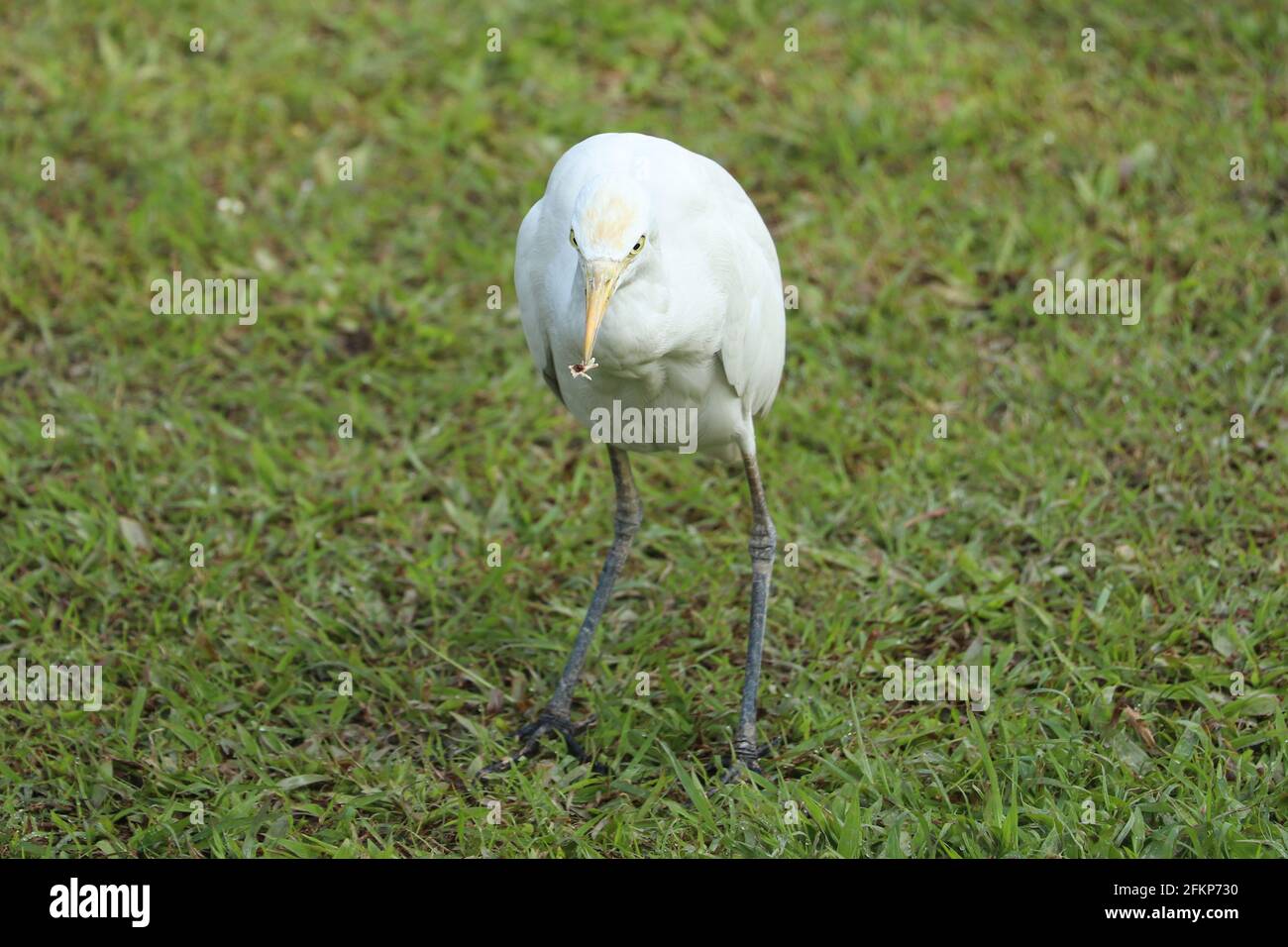 Eastern Great Egret Eating on Park Stock Foto Stockfoto